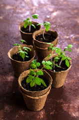 Young seedlings tomato
