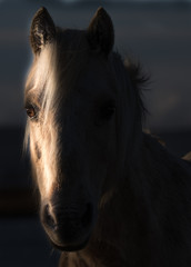 Pony at dawn