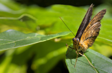 Macro photography of a brown butterfly over a green leaf, watching forward in a tropical rainforest...