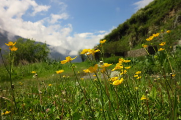 Mountain flowers in spring in a national park in Kazakhstan