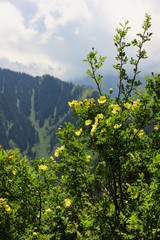 Mountain flowers in spring in a national park in Kazakhstan