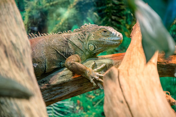     yellow iguana close-up in the terrarium 