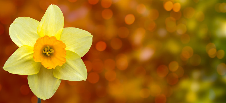 Osterglocken Bokeh Hintergrund