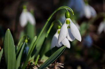 Spring snowdrop flowers .