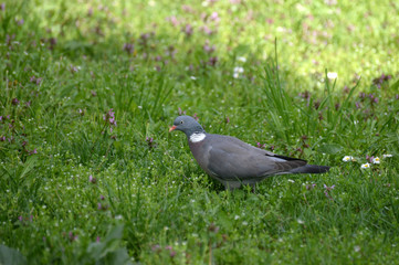 Common Wood Pigeon in the grass in spring