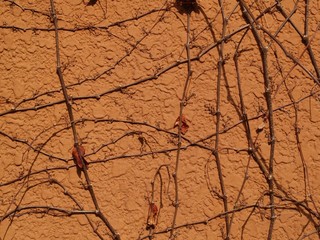 枯れた植物に覆われた茶色い壁