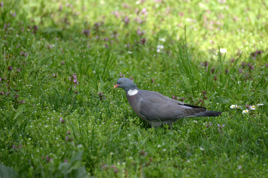Common Wood Pigeon in the grass in spring