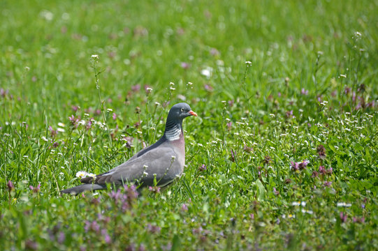 Common Wood Pigeon in the grass in spring