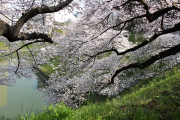 Cerisiers du Japon au Palais Impérial de Tokyo, Japon