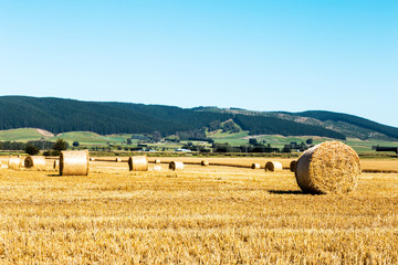 Fototapeta premium golden wheat field in summer sunny day