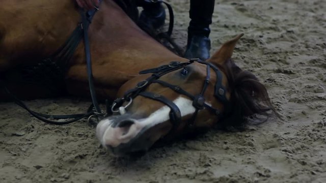 Horse to lay down. Asking a horse to lie down when riding. Laying down horse. No ropes. Natural Horsemanship.