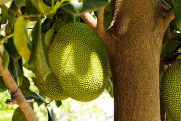 Jackfrucht