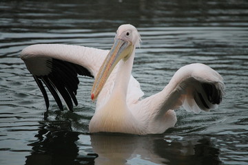 Le pélican blanc ouvre ses ailes