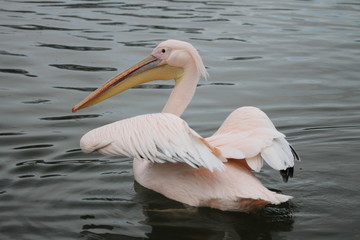 Pélican à dos rosé