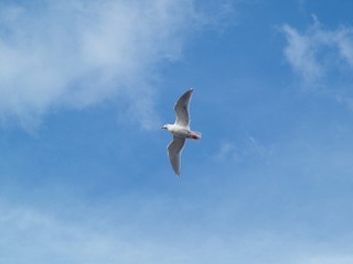 空とカモメ
