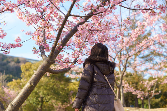 椿寒桜を見上げる女性　明石海峡公園