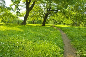 公園　散歩道