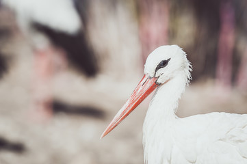 Portrait d'une cigogne