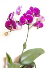 Fototapeta na wymiar Pink Orchid, Phalaenopsis aphrodite hybrid