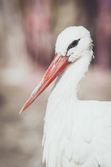 Portrait de cigogne