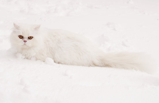 White cat in snow