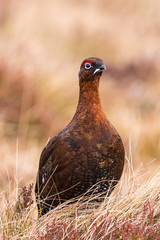 Male Red Grouse, (lagopus lagopus scoticus) Scotland, UK