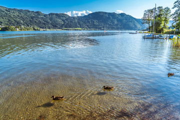 Stockenten auf dem Ossiacher See in Kärnten Österreich
