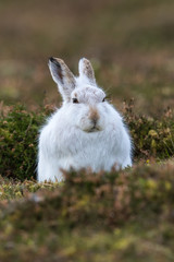 Close up of a Scottish mountain hare (lepus Timidus) sat in heather, in the Cairngorms