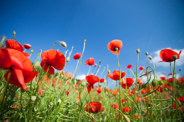 Obraz na płótnie Canvas Poppy in the field with blue sky