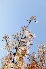 beautiful white Cherry blossom flowers tree branch in garden with nice clear blue sky. natural spring season festival background. retro vintage hipster color.