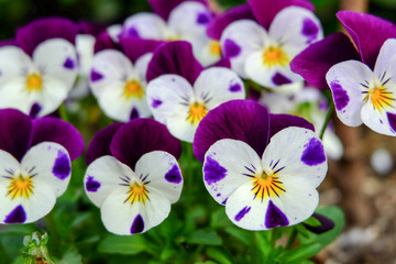 beautiful violet flowers, viola tricolor pansy blossom tree branch in garden. natural spring season festival background.