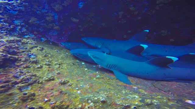 Увлекательные подводные погружения с акулами у острова Рока Партида в Тихом океане. Мексика.