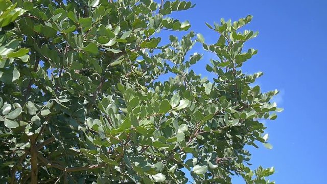 Carob tree (ceratonia siliqua) branches swaying in the wind under a sunny and blue sky