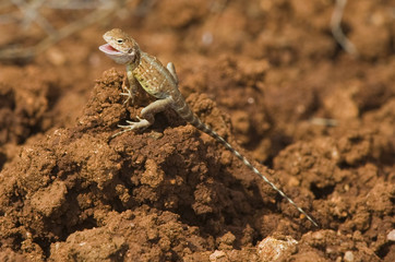 Pilbara Landscape