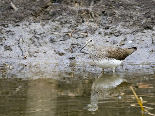 Image of bird are looking for food. Common Sandpiper (Actitis hypoleucos)  Wild Animals.