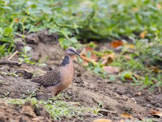 Image of dove on nature background. Bird