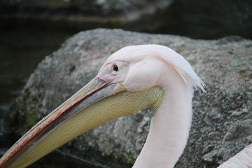 Profil d'un pélican blanc mâle