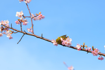 椿寒桜とメジロ　明石海峡公園