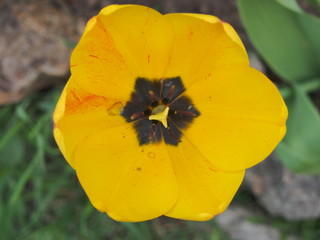 Yellow bud of a tulip.