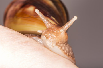 Achatina Achatina snail on human's skin, macro, close up