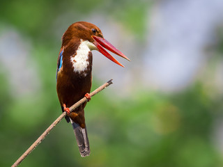 Image of bird on the branch on natural background. White-throated Kingfisher ( Halcyon smyrnensis )