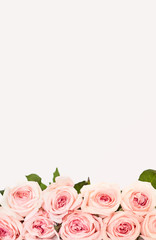 Roses background. mothers Day. Valentine's Day