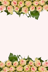 Roses background. mothers Day. Valentine's Day