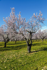 Beautiful blossoming cherry-tree garden in rural countryside