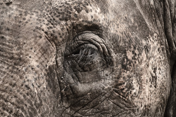 Elephant eye