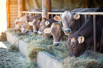 Cows on Farm race Alpine Brown eating hay in the stable © michelangeloop