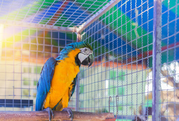 Close up blue and yellow macaw or blue and gold macaw bird standing perch on the branch in cage.
