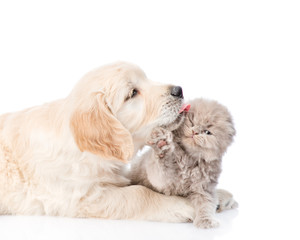 Golden retriever puppy licking a small kitten. isolated on white background