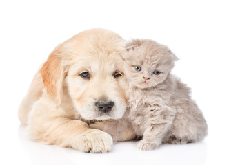 Golden retriever puppy and tiny kitten together. isolated on white background