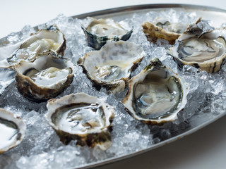 Oyster